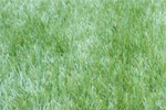 Bermuda Grass